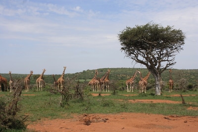 Kenya Photos